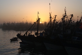 SARMA FISH -  HALIEUTES PROCESS cover